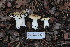  ( - FDS-CA-08750)  @11 [ ] c (2025) Marinna Grijalva Fungal Diversity Survey