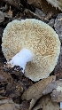  ( - FDS-CA-02844)  @11 [ ] c (2025) Michelle C. Torres-Grant Fungal Diversity Survey