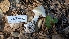  ( - FDS-CA-02849)  @11 [ ] c (2025) Michelle C. Torres-Grant Fungal Diversity Survey