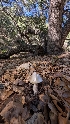  ( - FDS-CA-02849)  @11 [ ] c (2025) Michelle C. Torres-Grant Fungal Diversity Survey