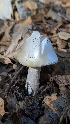  ( - FDS-CA-02849)  @11 [ ] c (2025) Michelle C. Torres-Grant Fungal Diversity Survey