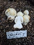  ( - FDS-CA-07143)  @11 [ ] by (2025) Mandy Hackney Fungal Diversity Survey