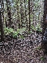  ( - FDS-CA-07143)  @11 [ ] by (2025) Mandy Hackney Fungal Diversity Survey