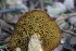  ( - FDS-CA-08793)  @11 [ ] c (2025) Marinna Grijalva Fungal Diversity Survey