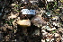  ( - FDS-CA-08793)  @11 [ ] c (2025) Marinna Grijalva Fungal Diversity Survey