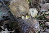  ( - FDS-CA-08793)  @11 [ ] c (2025) Marinna Grijalva Fungal Diversity Survey