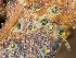  (Cytospora - FDS-CA-06690)  @11 [ ] by (2025) Justin Paulin Fungal Diversity Survey