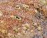  (Harknessia - FDS-CA-07170)  @11 [ ] by (2025) Justin Paulin Fungal Diversity Survey