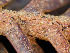  ( - FDS-CA-07170)  @11 [ ] by (2025) Justin Paulin Fungal Diversity Survey