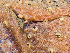  ( - FDS-CA-07170)  @11 [ ] by (2025) Justin Paulin Fungal Diversity Survey