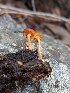  ( - HAY-F-001993)  @11 [ ] Unspecified (default): All Rights Reserved (2023) Stu Pickell FunDiS