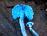  ( - FDS-CA-07465)  @11 [ ] by (2025) Justin Paulin Fungal Diversity Survey