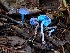  ( - FDS-CA-07465)  @11 [ ] by (2025) Justin Paulin Fungal Diversity Survey