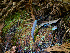  ( - FDS-CA-07191)  @11 [ ] by (2025) Justin Paulin Fungal Diversity Survey