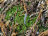  ( - FDS-CA-07191)  @11 [ ] by (2025) Justin Paulin Fungal Diversity Survey