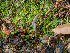  ( - FDS-CA-07191)  @11 [ ] by (2025) Justin Paulin Fungal Diversity Survey