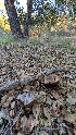  ( - FDS-CA-02855)  @11 [ ] c (2025) Michelle C. Torres-Grant Fungal Diversity Survey