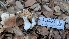  ( - FDS-CA-02857)  @11 [ ] c (2025) Michelle C. Torres-Grant Fungal Diversity Survey