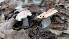  ( - FDS-CA-02857)  @11 [ ] c (2025) Michelle C. Torres-Grant Fungal Diversity Survey
