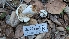  (Russula sp. PNW03 - FDS-CA-02859)  @11 [ ] c (2025) Michelle C. Torres-Grant Fungal Diversity Survey