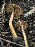  ( - FDS-CA-07485)  @11 [ ] by-nc (2025) Dean Lyons Fungal Diversity Survey