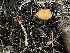  ( - FDS-CA-07485)  @11 [ ] by-nc (2025) Dean Lyons Fungal Diversity Survey