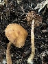  ( - FDS-CA-07485)  @11 [ ] by-nc (2025) Dean Lyons Fungal Diversity Survey