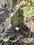  ( - FDS-CA-07172)  @11 [ ] by (2025) Justin Paulin Fungal Diversity Survey