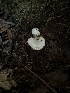  ( - FDS-CA-07172)  @11 [ ] by (2025) Justin Paulin Fungal Diversity Survey