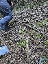  ( - FDS-CA-07150)  @11 [ ] by (2025) Mandy Hackney Fungal Diversity Survey