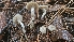  ( - FDS-CA-01106)  @11 [ ] by-nc (2024) Thea Chesney Fungal Diversity Survey
