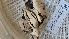  ( - FDS-CA-00471)  @11 [ ] by-nc (2025) Thea Chesney Fungal Diversity Survey
