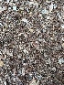  ( - FDS-CA-07171)  @11 [ ] by (2025) Justin Paulin Fungal Diversity Survey