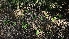  ( - FDS-CA-01104)  @11 [ ] by-nc (2024) Thea Chesney Fungal Diversity Survey