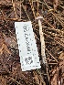  ( - FDS-CA-08441)  @11 [ ] by-nc (2025) Dean Lyons Fungal Diversity Survey