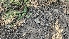  ( - FDS-CA-00443)  @11 [ ] by-nc (2024) Thea Chesney Fungal Diversity Survey