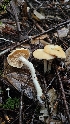  ( - FDS-CA-00430)  @11 [ ] by-nc (2024) Thea Chesney Fungal Diversity Survey