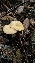  ( - FDS-CA-00430)  @11 [ ] by-nc (2024) Thea Chesney Fungal Diversity Survey