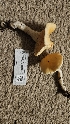  ( - FDS-CA-00430)  @11 [ ] by-nc (2024) Thea Chesney Fungal Diversity Survey