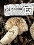  ( - FDS-CA-01843)  @11 [ ] by-nc (2024) Aaron Tupac Fungal Diversity Survey