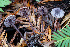  ( - HAY-F-013760)  @11 [ ] by-nc (2025) Dean Lyons Fungal Diversity Survey
