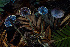  ( - HAY-F-013760)  @11 [ ] by-nc (2025) Dean Lyons Fungal Diversity Survey