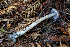  ( - FDS-CA-08441)  @11 [ ] by-nc (2025) Dean Lyons Fungal Diversity Survey