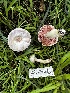  ( - FDS-CA-01955)  @11 [ ] by-nc (2024) Aaron Tupac Fungal Diversity Survey