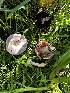  ( - FDS-CA-01955)  @11 [ ] by-nc (2024) Aaron Tupac Fungal Diversity Survey