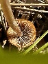  ( - FDS-CA-01972)  @11 [ ] by-nc (2024) Aaron Tupac Fungal Diversity Survey