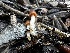  ( - FDS-CA-01841)  @11 [ ] by-nc (2024) Aaron Tupac Fungal Diversity Survey