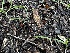  ( - FDS-CA-01841)  @11 [ ] by-nc (2024) Aaron Tupac Fungal Diversity Survey