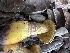  ( - FDS-CA-01983)  @11 [ ] by-nc (2024) Aaron Tupac Fungal Diversity Survey