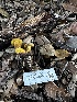  ( - FDS-CA-01983)  @11 [ ] by-nc (2024) Aaron Tupac Fungal Diversity Survey